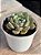 Echeveria dawn dew - Imagem 2