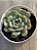 Echeveria dawn dew - Imagem 3