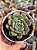Echeveria dawn dew - Imagem 1