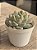 Echeveria dancing beauty - Imagem 2