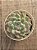 Echeveria dancing beauty - Imagem 3