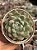 Echeveria dancing beauty - Imagem 1