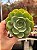 Echeveria polamela - Imagem 1