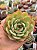Echeveria polamela - Imagem 1