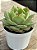 Echeveria polamela - Imagem 2