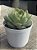 Echeveria polamela - Imagem 2