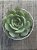Echeveria polamela - Imagem 3