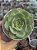Echeveria polamela - Imagem 1