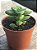 Crassula spring time - Imagem 2