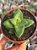 Crassula spring time - Imagem 1