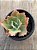 Echeveria purple haze - Imagem 3