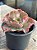 Echeveria chantilly blue sky reversa - Imagem 2