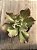 Echeveria chantilly blue sky reversa - Imagem 3