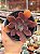 Echeveria hainakada - Imagem 1