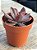 Echeveria hainakada - Imagem 2