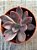Echeveria hainakada - Imagem 3