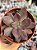 Echeveria hainakada - Imagem 1