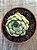 Echeveria Norma - Imagem 3