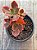 Echeveria híbrida M28 - Imagem 3