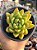 Echeveria agavoides ebony (híbrida de semente) - Imagem 1