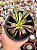 Aeonium big bang variegata (01) - Imagem 1