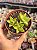 Aloe juvena - Imagem 1