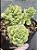 Echeveria apple blossom (raridade) - Imagem 2