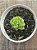 Echeveria apple blossom (raridade) - Imagem 4