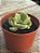 Cotyledon tomentosa ‘white’ - Imagem 2
