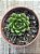 Echeveria setorum victor - Imagem 3