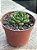 Echeveria setorum victor - Imagem 2