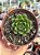 Echeveria setorum victor - Imagem 1