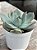Echeveria elora (NOVIDADE) - Imagem 2
