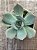 Echeveria elora (NOVIDADE) - Imagem 3