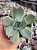 Echeveria elora (NOVIDADE) - Imagem 1
