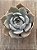 Echeveria elora (NOVIDADE) - Imagem 3