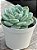 Echeveria crystal white - Imagem 2