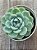Echeveria crystal white - Imagem 3