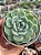 Echeveria crystal white - Imagem 1