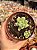 Sedum caviar - Imagem 1