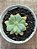 Sedum caviar (NOVIDADE) - Imagem 4