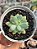Sedum caviar (NOVIDADE) - Imagem 1