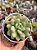 Sedum caviar - Imagem 1