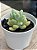 Sedum caviar (NOVIDADE) - Imagem 3