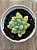 Sedum caviar (NOVIDADE) - Imagem 4