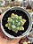 Sedum caviar (NOVIDADE) - Imagem 1