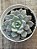 Echeveria violet magic - Imagem 3