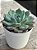 Echeveria belle - Imagem 3