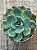 Echeveria belle - Imagem 4