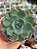Echeveria belle - Imagem 1